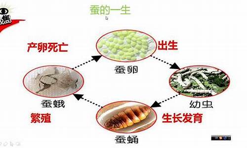 出生南部的动物打一生肖是什么_出生南部的动物打一生肖是什么动