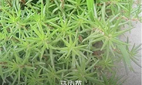 奇花异草造句子短句怎么写三年级_奇花异草造句子短句怎么写